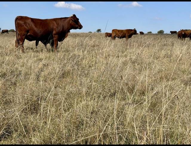 FARM FOR SALE IN HEILBRON